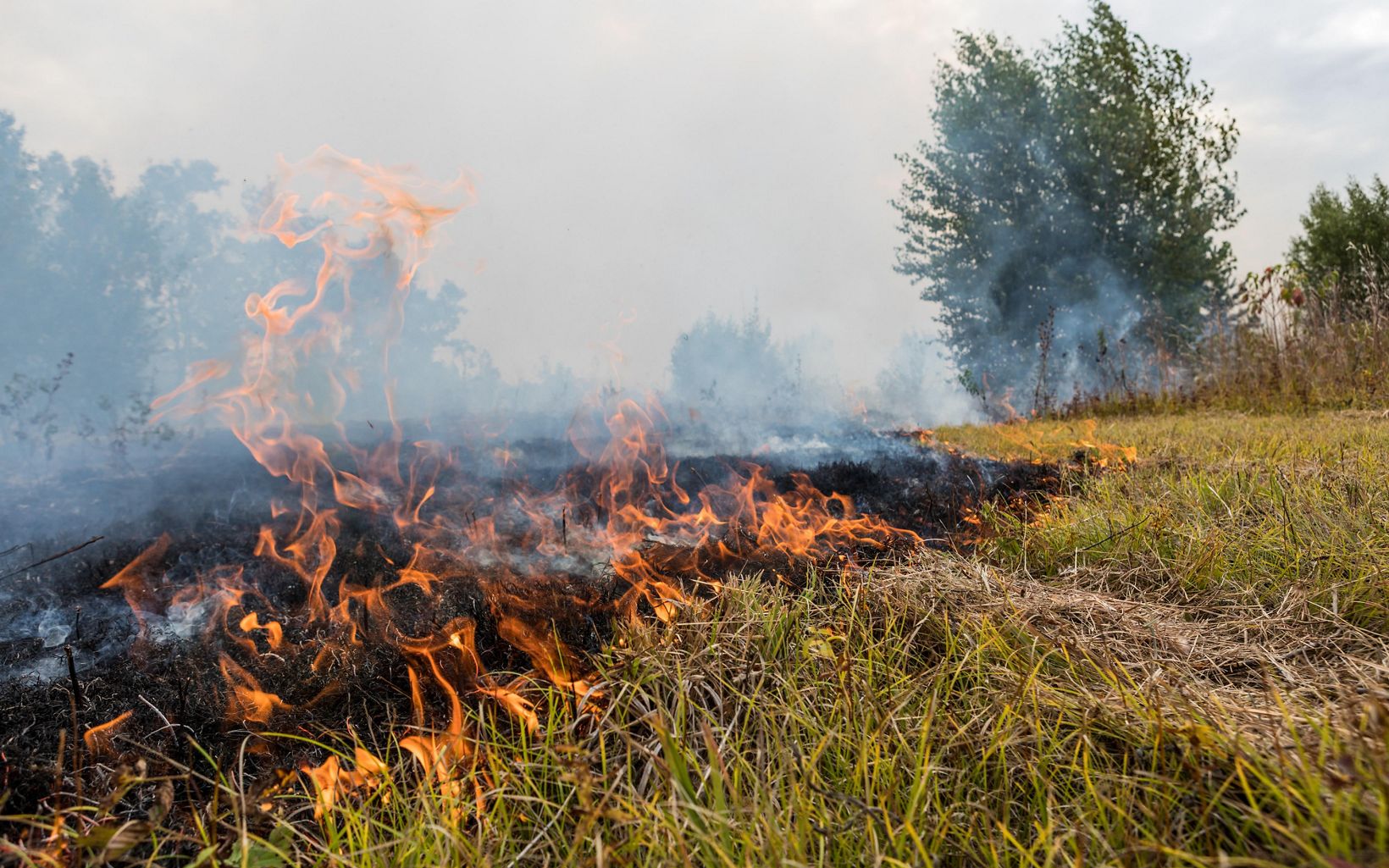 Grasses Afire  Edge of the controlled burn creates "black" where the fuels have been used up. © Jerry and Marcy Monkman/EcoPhotography