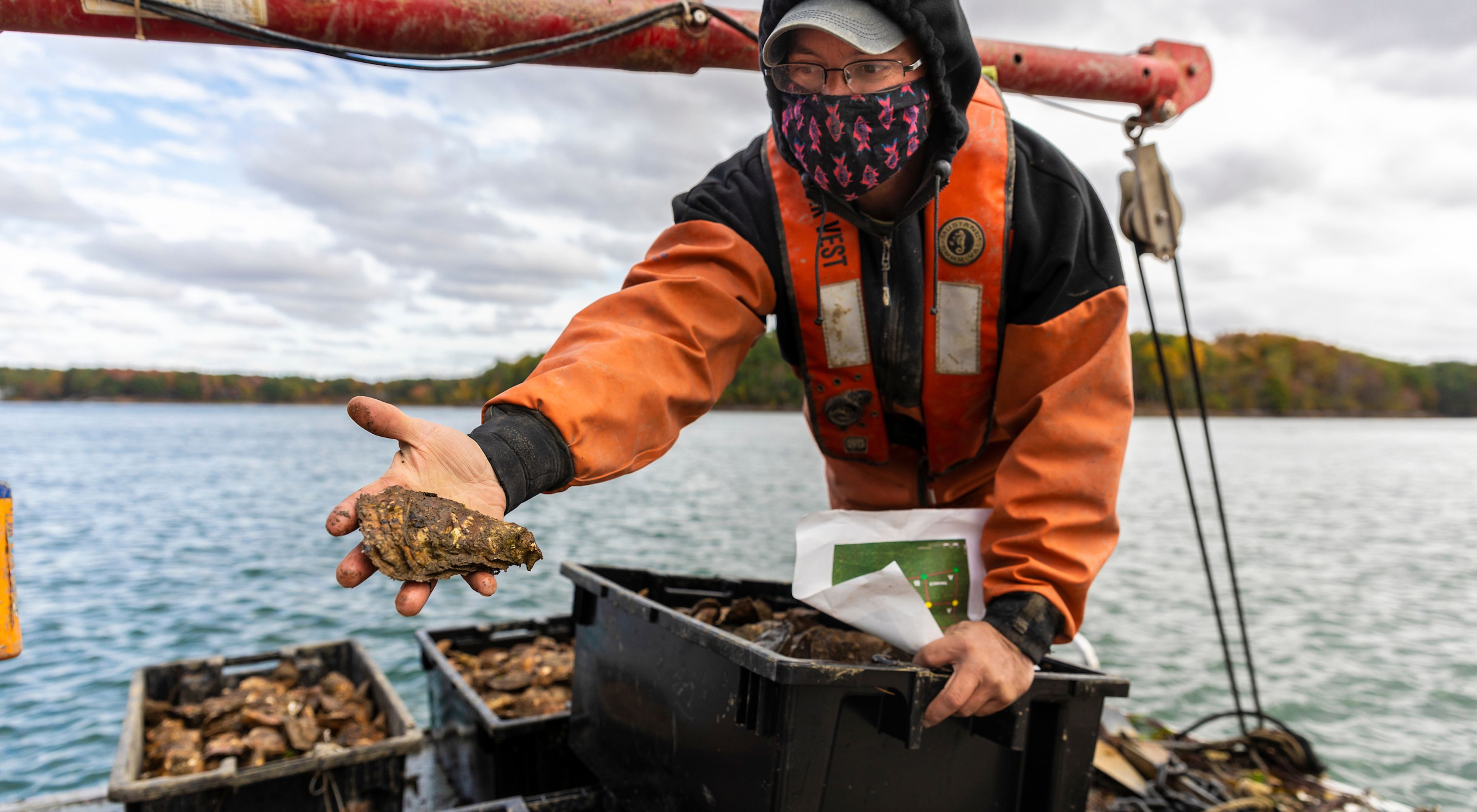 An oyster farmer wearing a mask holds oyster in hand, showing it to the camera.