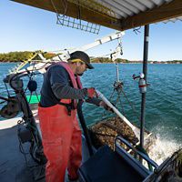 Steve Weglarz of Cedar Point Oyster Farm hoses off a cage full of oysters on his oyster farm in Little Bay in Durham, New Hampshire.