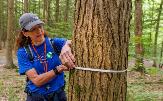 A woman measures the girth of an Eastern hemlock tree in upstate New York. 