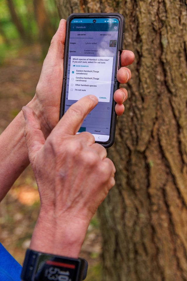 Hands operate a smart phone showing the TreeSnap app used for locating lingering trees. 