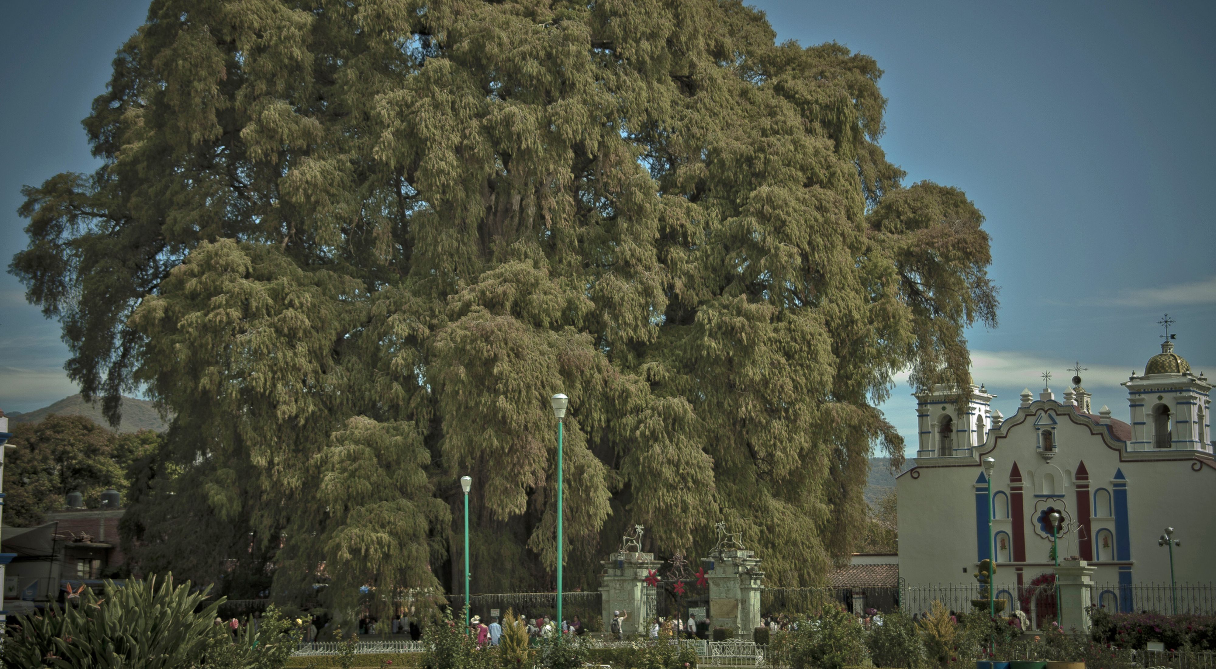 Las ramas de un enorme ciprés de Moctezuma se extienden hacia el cielo, casi ocultando un edificio ornamentado junto al árbol.