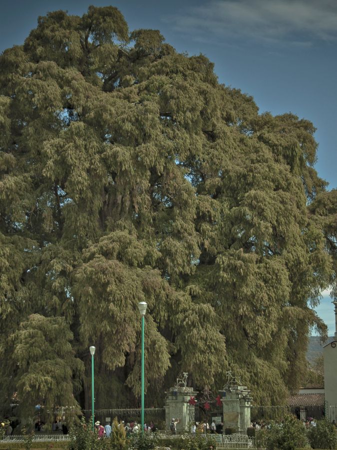 1,400 year old Montezuma cypress tree.