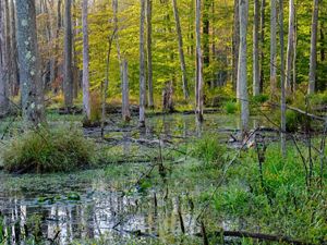 Trees and vegetation growing in a swamp at Morgan Swamp Preserve.