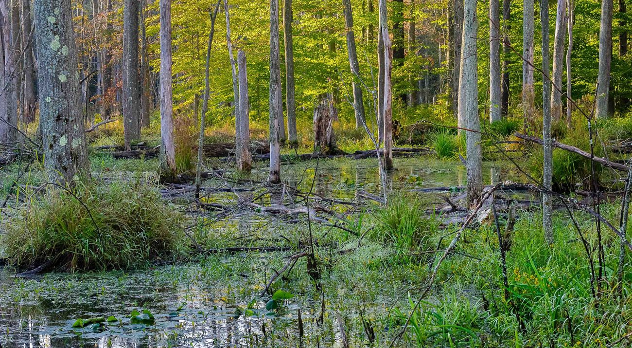 A dense forested wetland at Morgan Swamp Preserve.