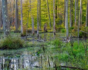 A dense forested wetland at Morgan Swamp Preserve.