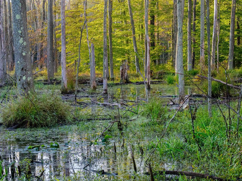 Ohio Endangered Species We're Protecting | The Nature Conservancy