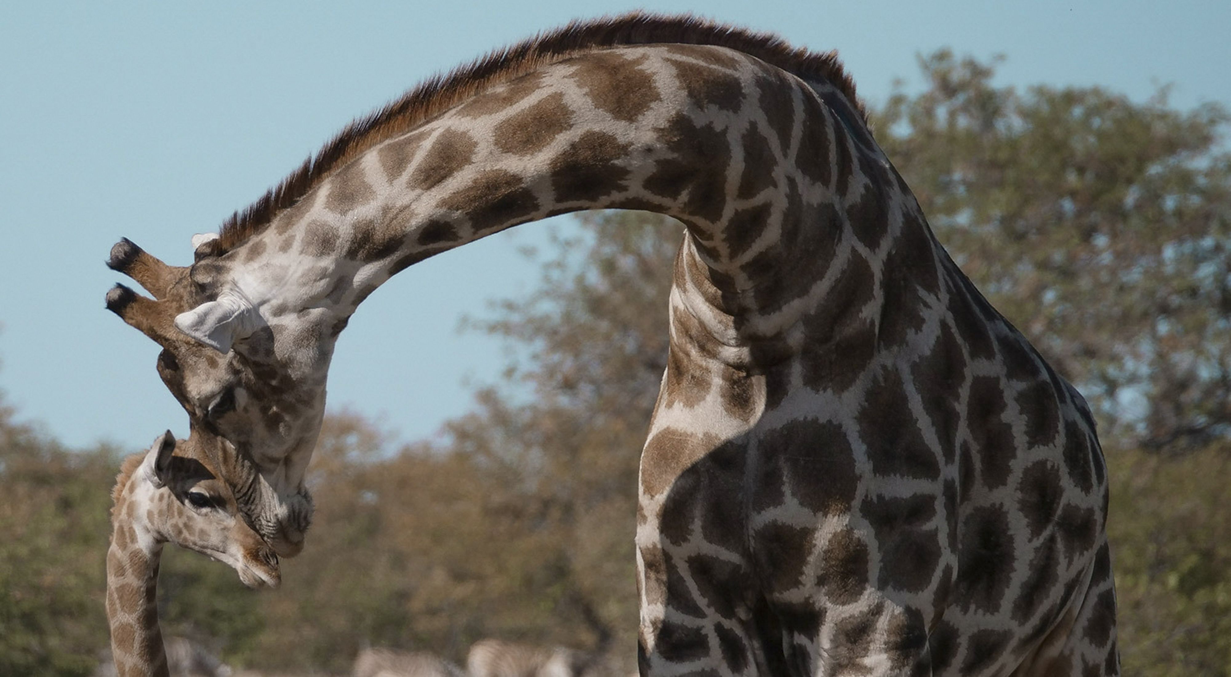 A mother giraffe nuzzles a baby giraffe in Etosha Park, in Namibia in June 2018.