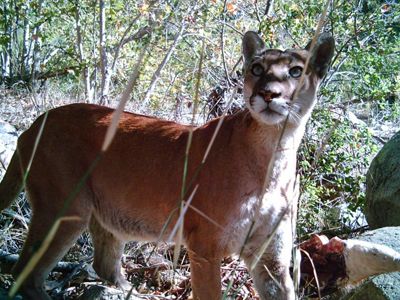 camera trap photo of a mountain lion in Southern California