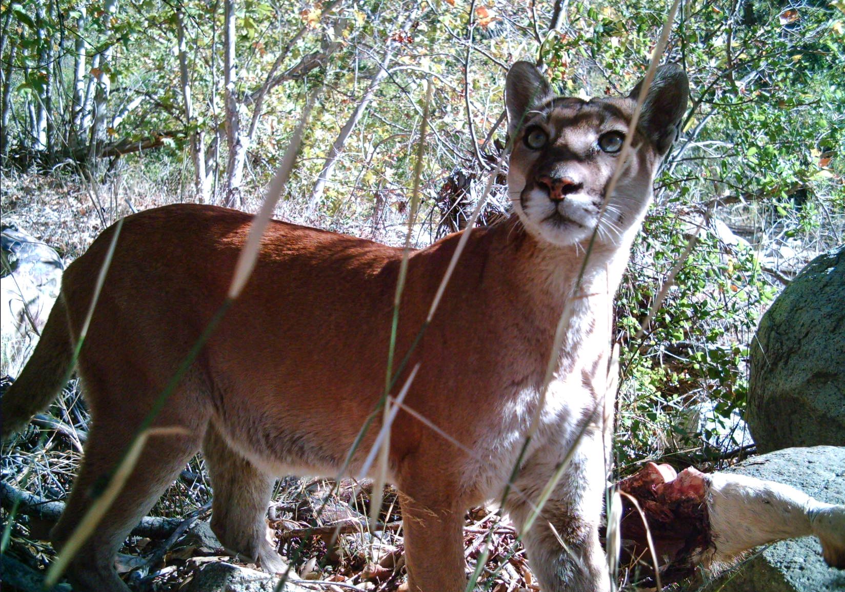 a mountain lion surrounded by grass and rocks