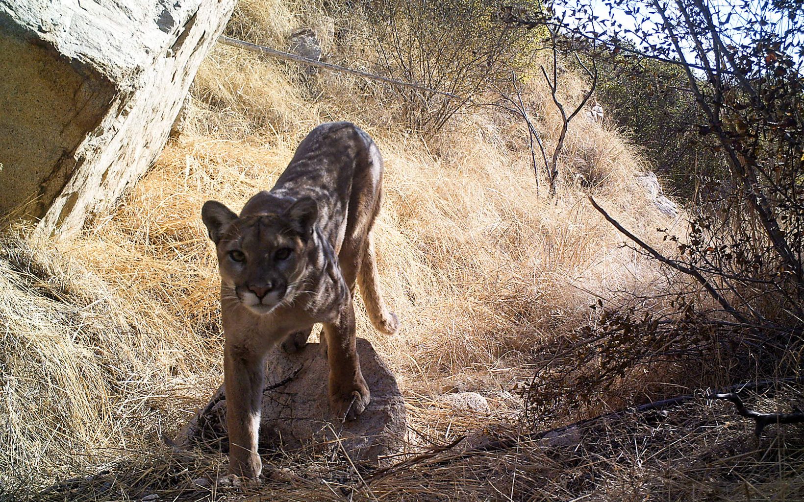 A mountain lion is captured by a camera trap while moving through dried vegetation.