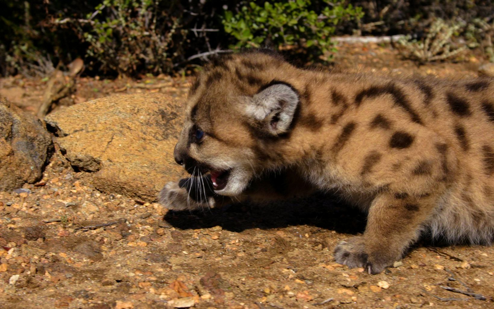 A young mountain lion takes its first steps