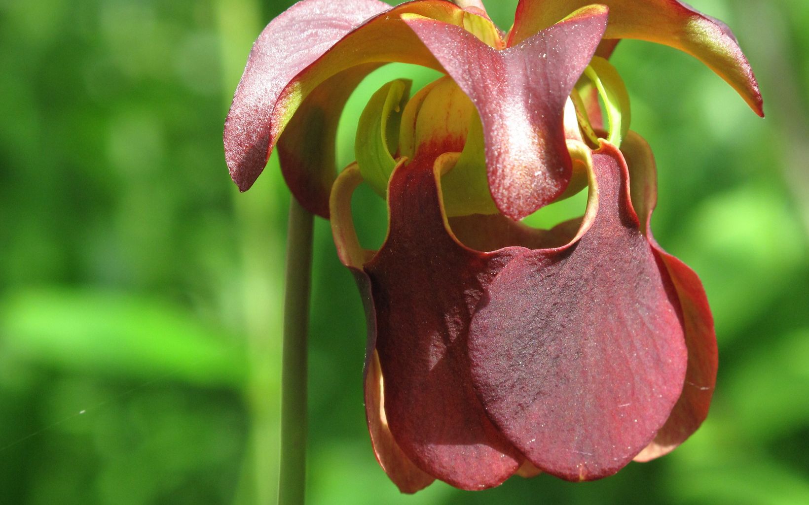 mountain sweet pitcher plant flower.