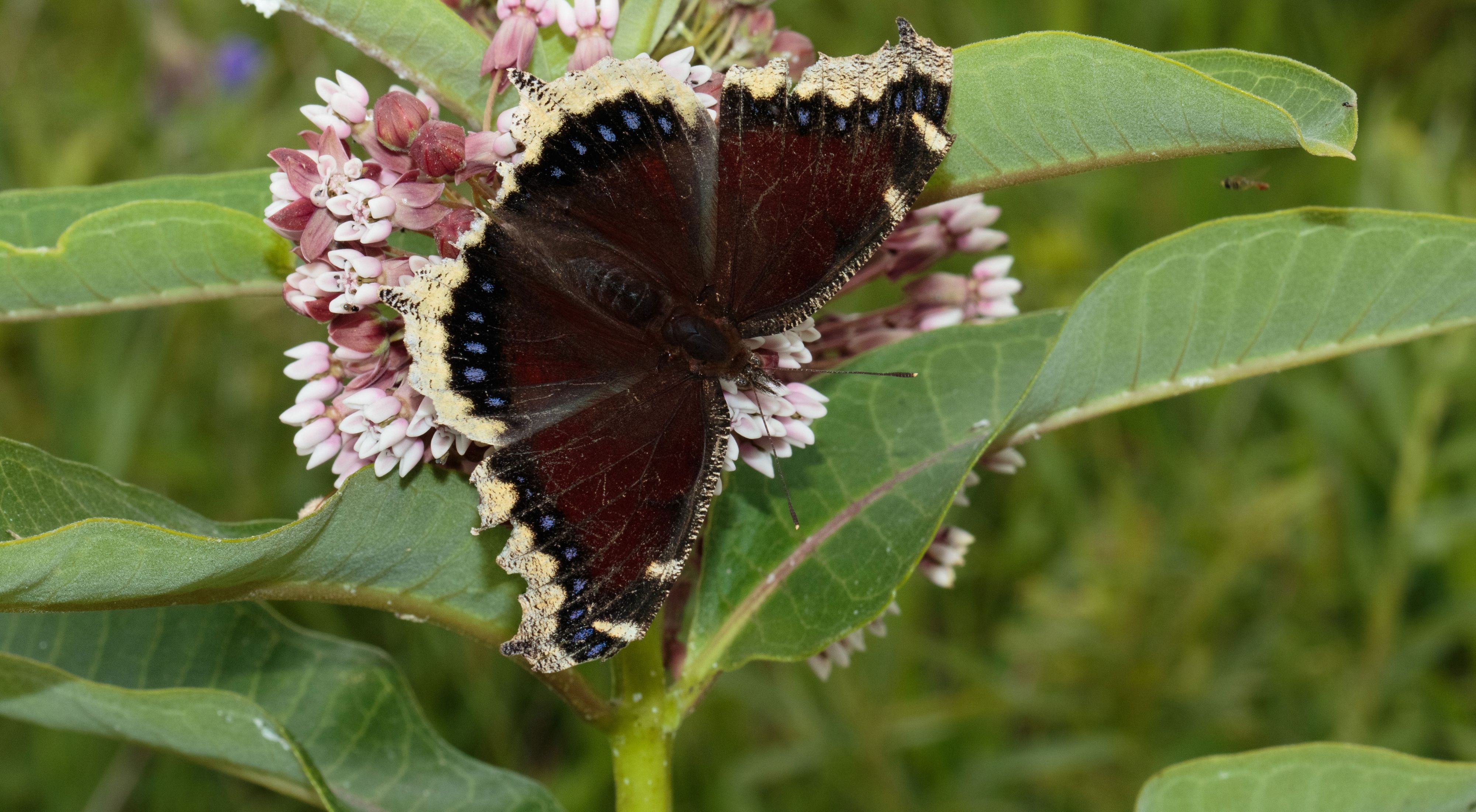 Dark-colored mourning cloak butterfly with outstretched wings on milkweed plant.