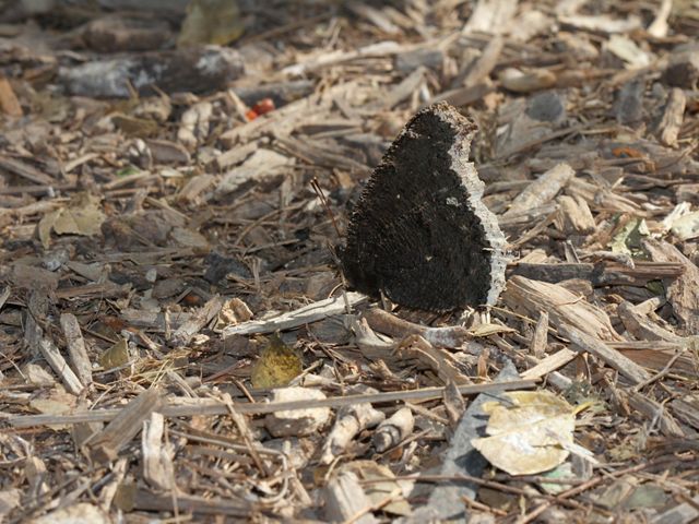 Small dark-colored mourning cloak butterfly with closed wings on the ground.