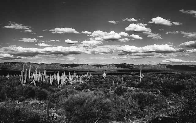 Black and white landscape of Mt. Lemmon with dozens of saguaros in the foreground and a cloudy sky above.