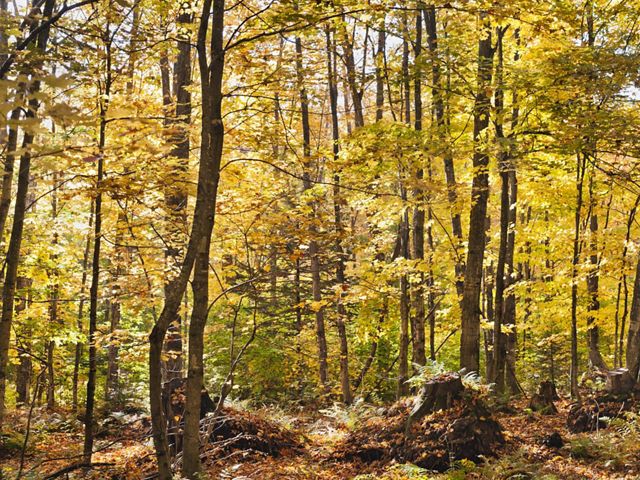 A hardwood forest stand in Michigan's Two Hearted River Forest Reserve.
