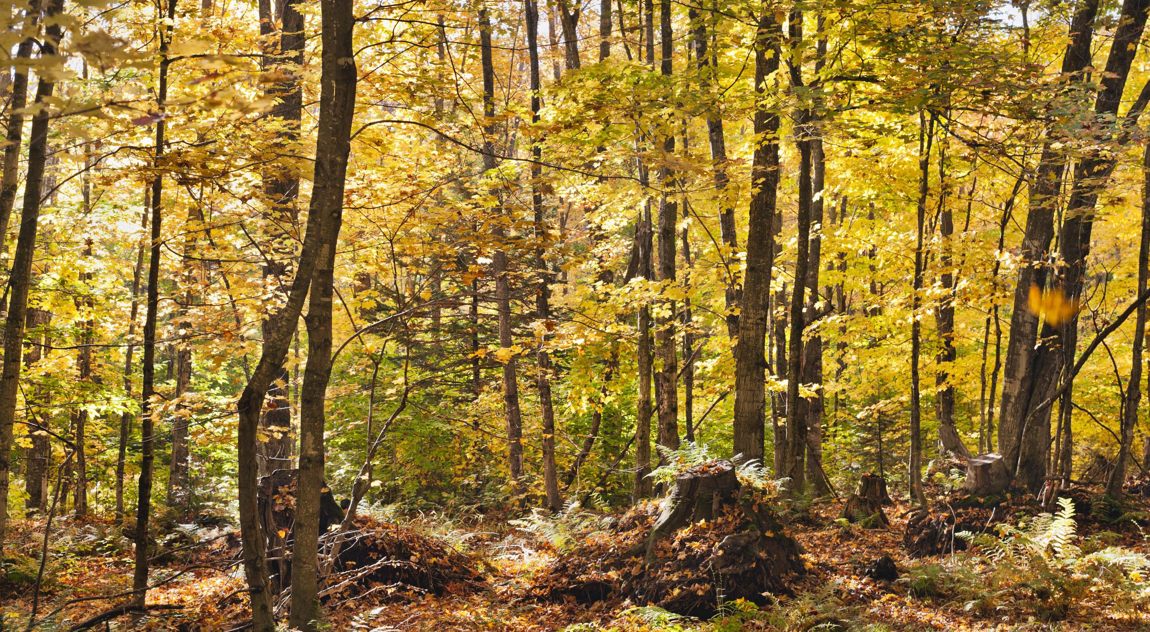 Photo of a Michigan hardwood forest in autumn colors.