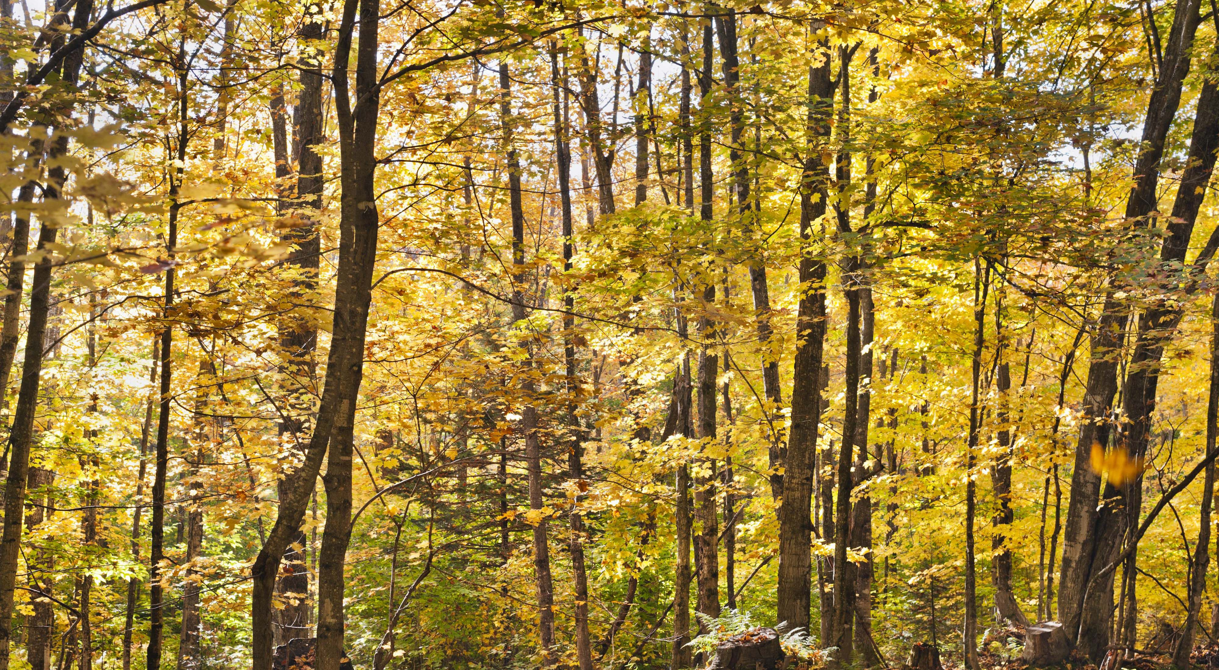 A hardwood forest stand in Michigan's Two Hearted River Forest Reserve.