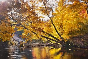 The Two-Hearted River on an autumn day in Michigan. Trees covered in autumn leaves bend over the water and reflect in its surface. 