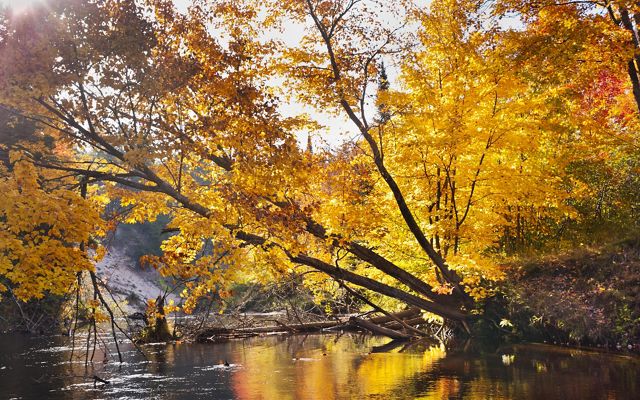 The Two-Hearted River on an autumn day in Michigan. Trees covered in autumn leaves bend over the water and reflect in its surface. 