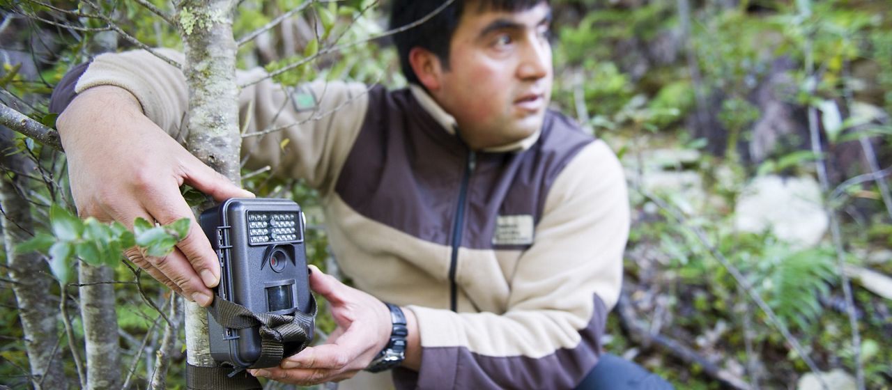 Erwin Ovando, guardaparques Reserva Costera Valdiviana, instalando cámara trampa