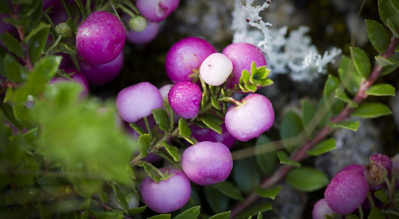 Frutos de Murta en la Reserva Costera Valdiviana