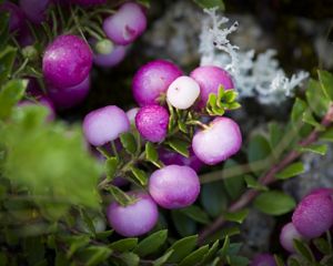 Murta berries