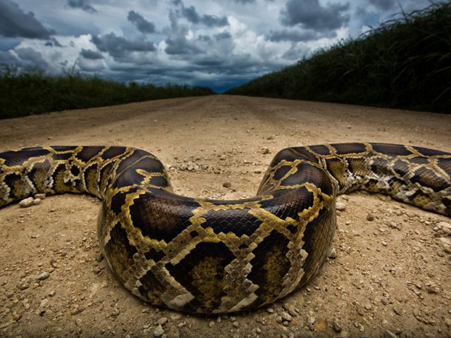 invasive burmese python snake weaving across a dirt road near everglades in florida