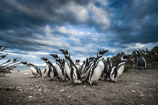 Pingüinos magallánicos en Patagonia. 