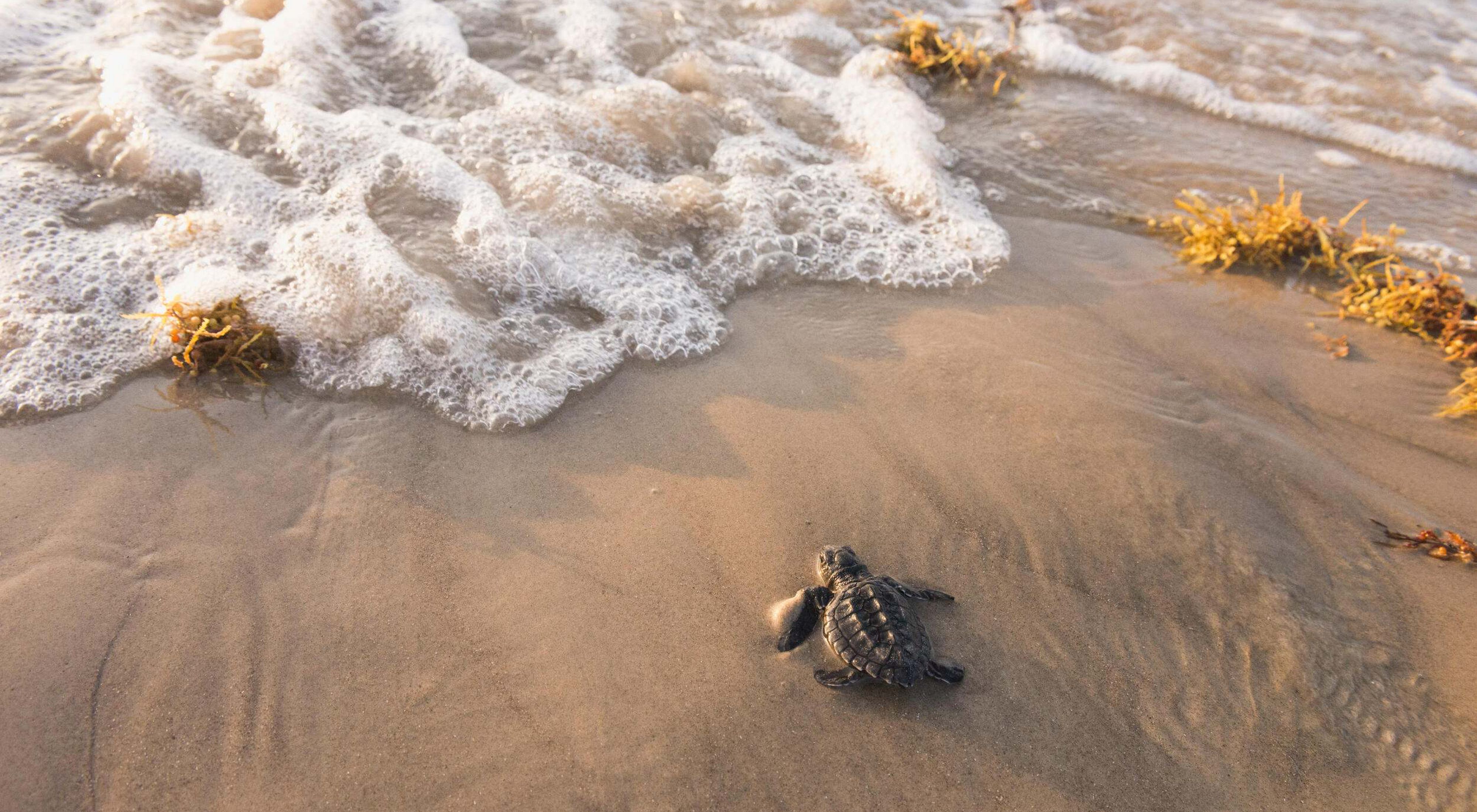 A small turtle moves across sand towards water.