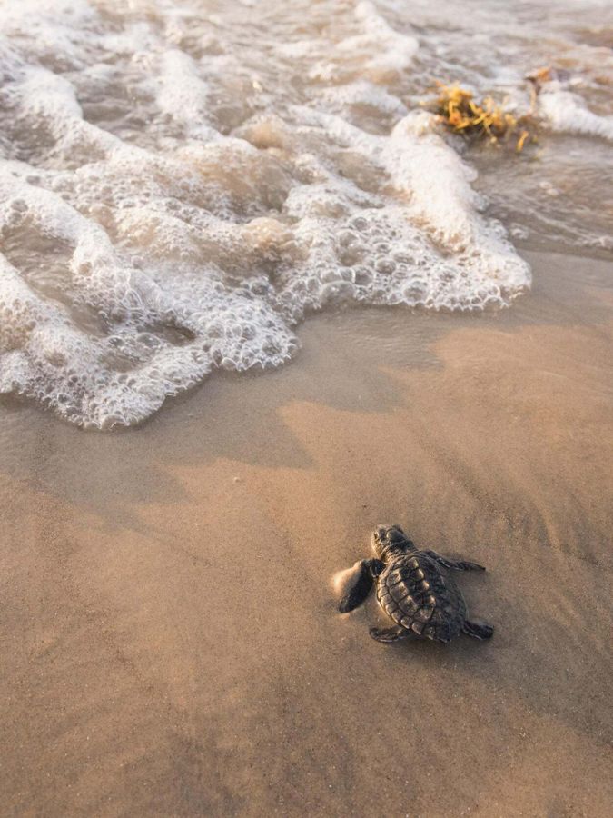 A small turtle moves toward ocean water on a beach.