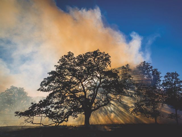 Smoke and light from a prescribed fire silhouettes a large tree.