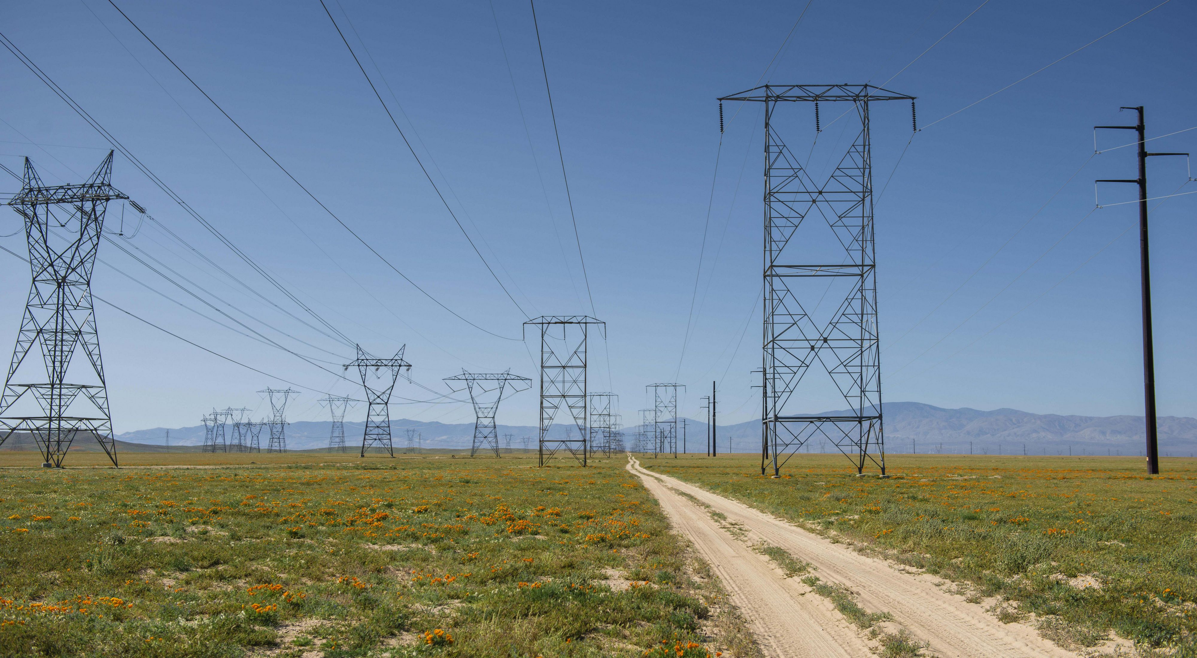Power lines tower above an expanse of flowering poppies in Antelope Valley, California.