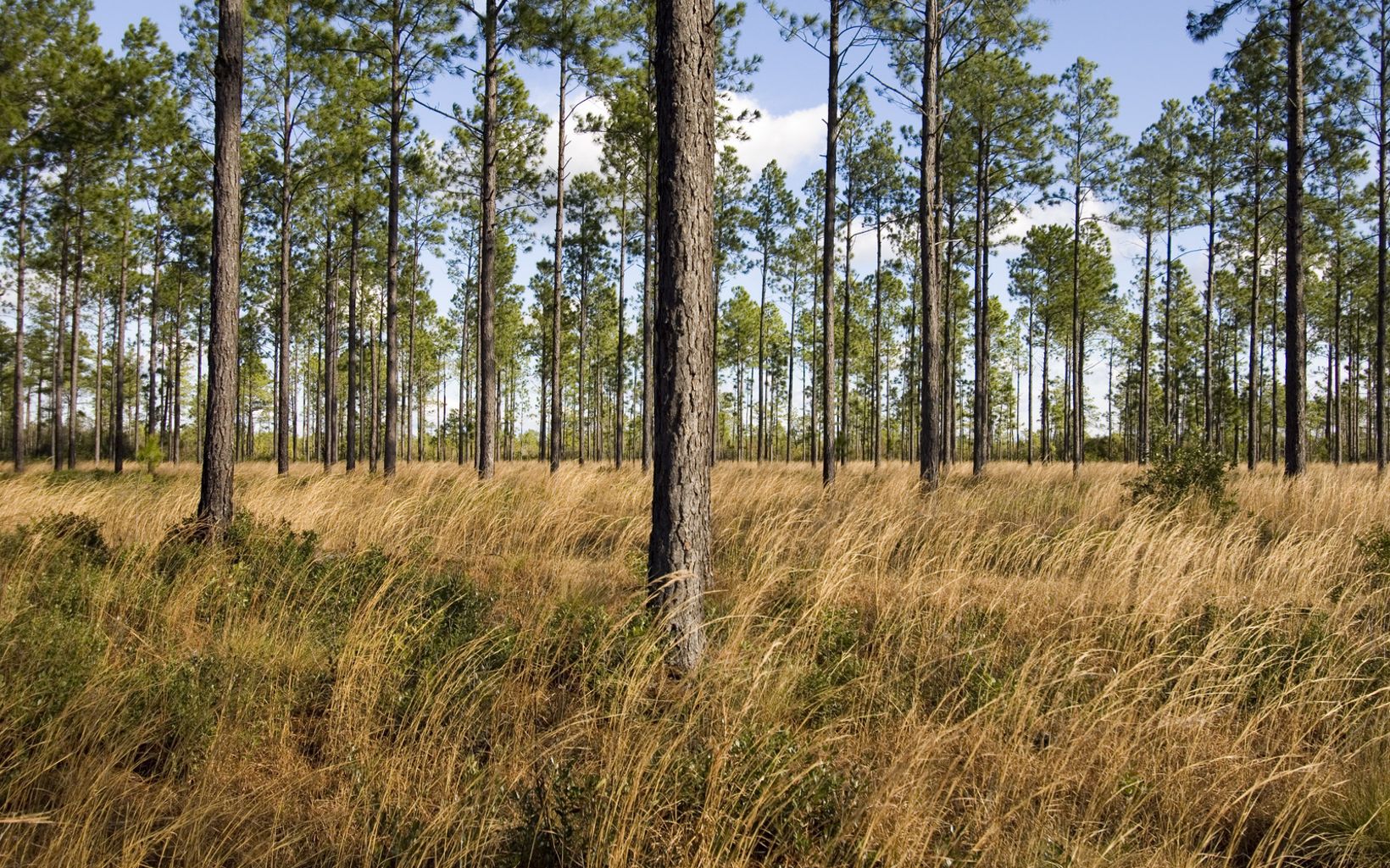 Green Swamp Pine Savannah A mixed pine savannah comprised of longleaf, planted pines and native grasses in the preserve.  © Mark Godfrey/TNC