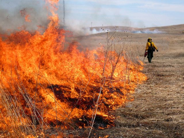 A fire technician pictured from behind holding a drip torch to a patch of grass.