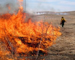 A person uses a drip torch to set fire on a prairie, with a large flame spreading.