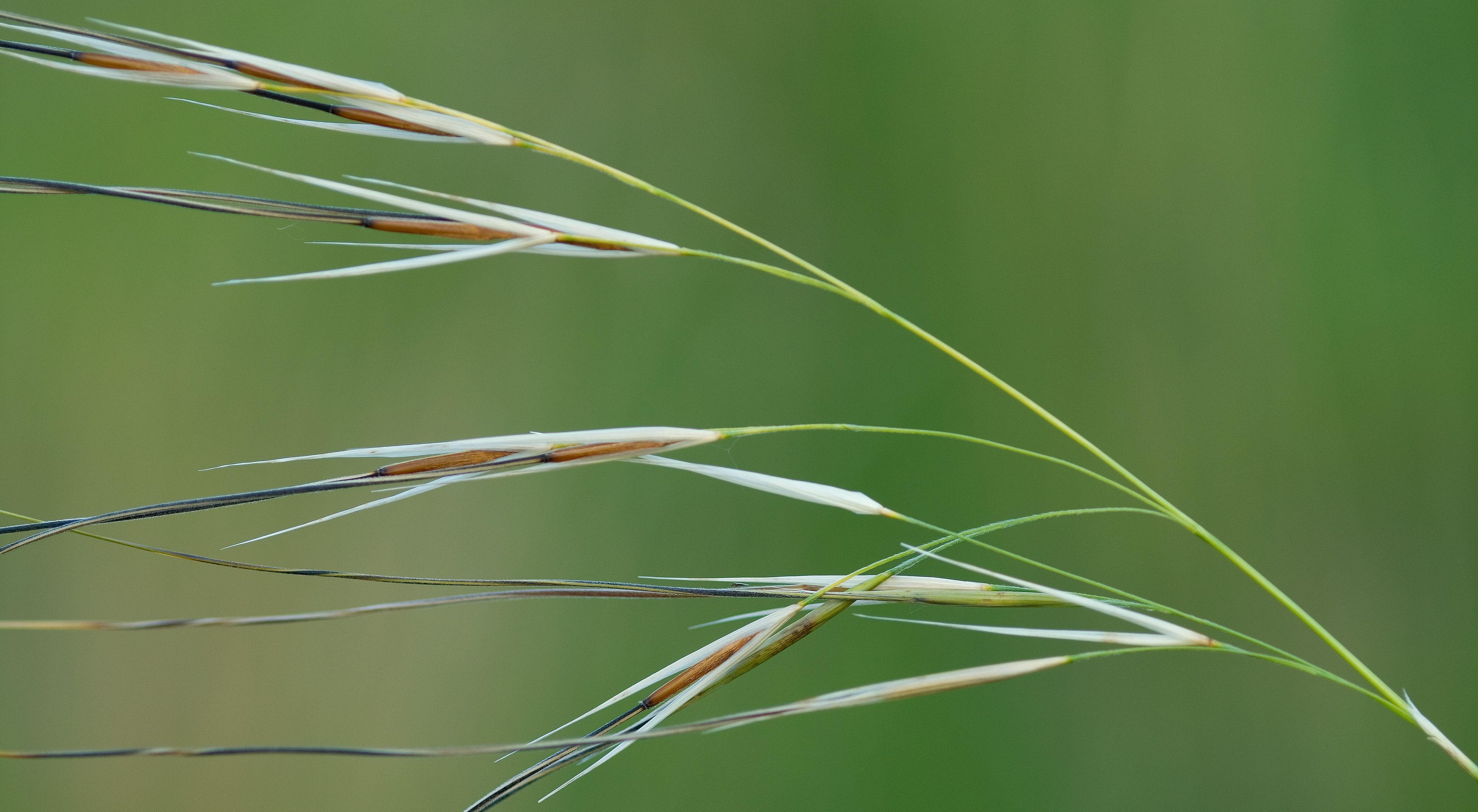 Porcupine grass 