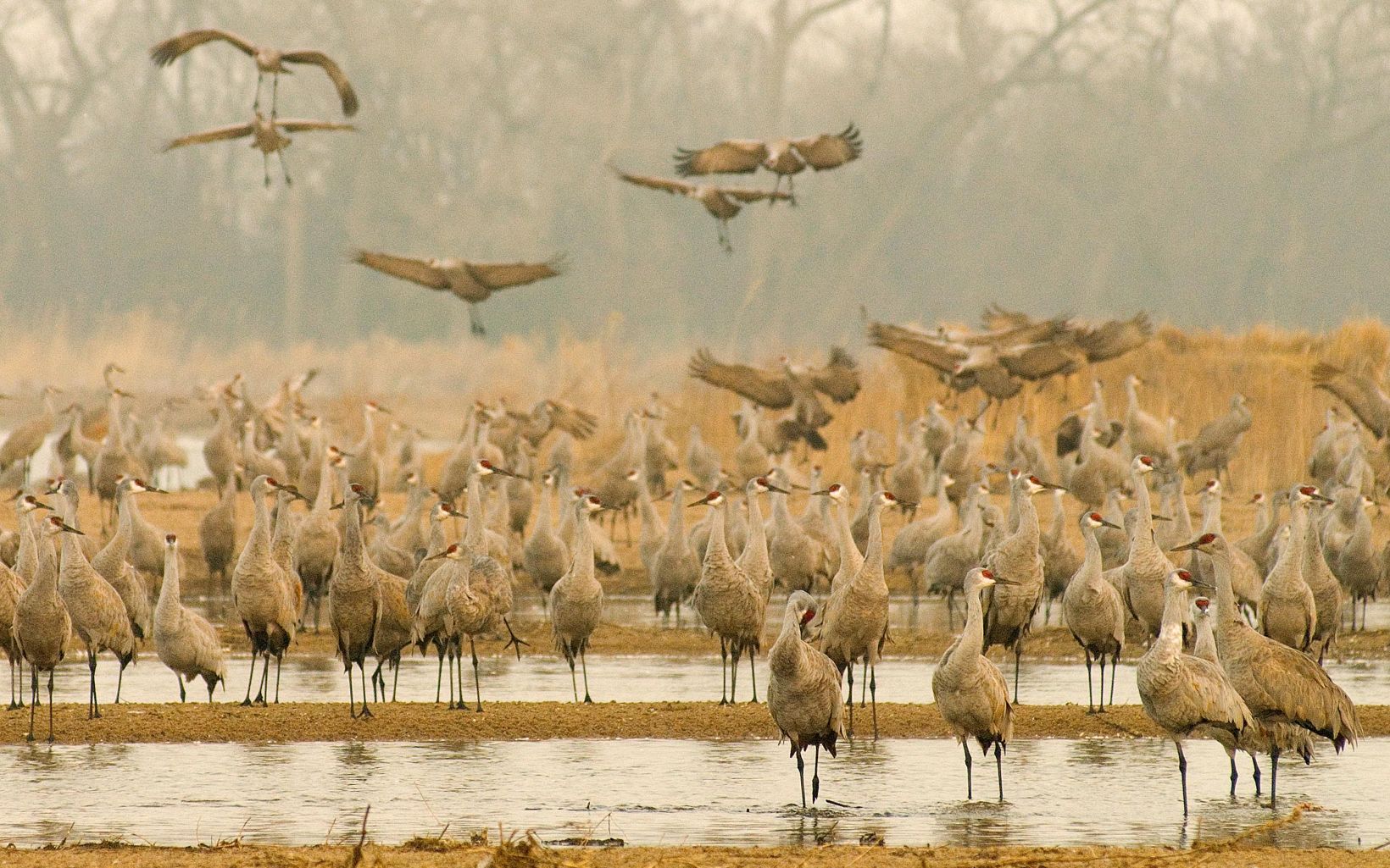 Dozens of sandhill cranes gather on the shores of the Platte River.