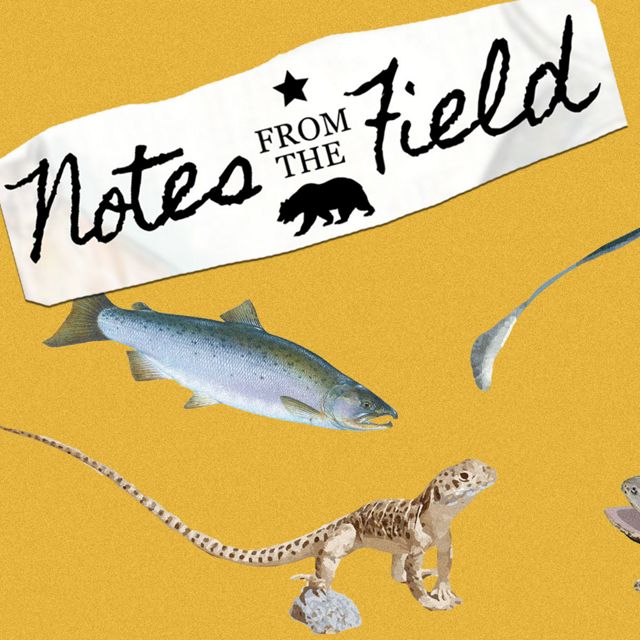 The words 'Notes from the Field' with a collage of animals on a yellow background.