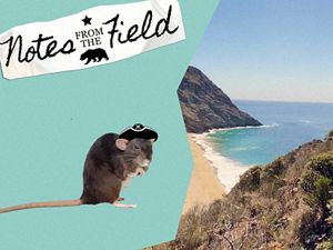 Notes from the Field logo placed on top of a collage with a rat wearing a graphic of a pirate hat on the left and a photo of a beach on Santa Cruz Island on the right.
