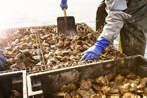 a worker in blue gloves scoops oysters in a shallow tray with a shovel