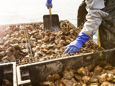 a worker in blue gloves scoops oysters in a shallow tray with a shovel