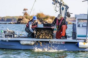 Two people release recycled oyster shells from a boat onto a reef in the water.
