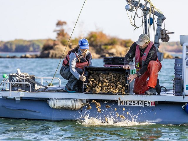 two scientists release oysters into the ocean from a boat.