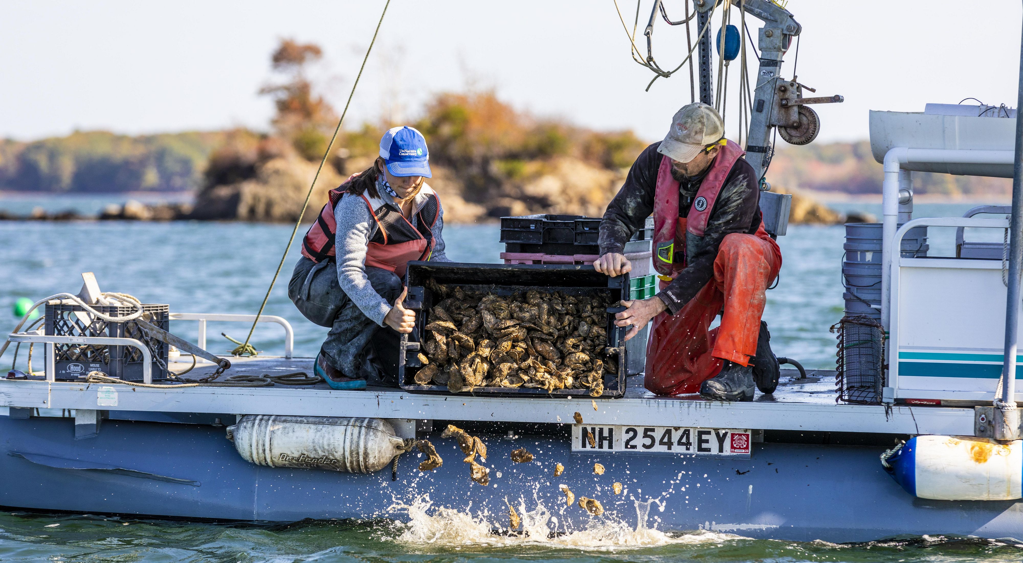 A shellfish grower and TNC staffer on a boat pouring oyster shells into the water.
