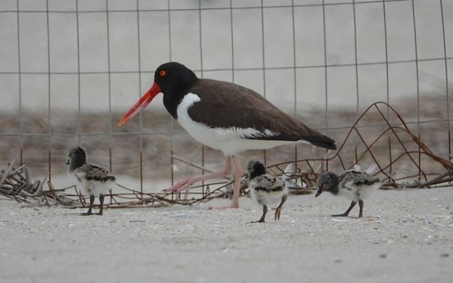 An oystercatcher bird and three chicks stand on the sand in front of a fence.