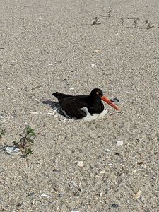 An adult American oystercatcher is sitting on its nest.