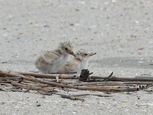 Two least tern chicks on the beach. 