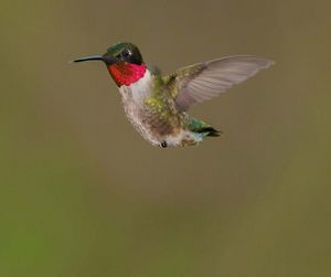 A small humming bird with a red throat flys with its wings outstretched.